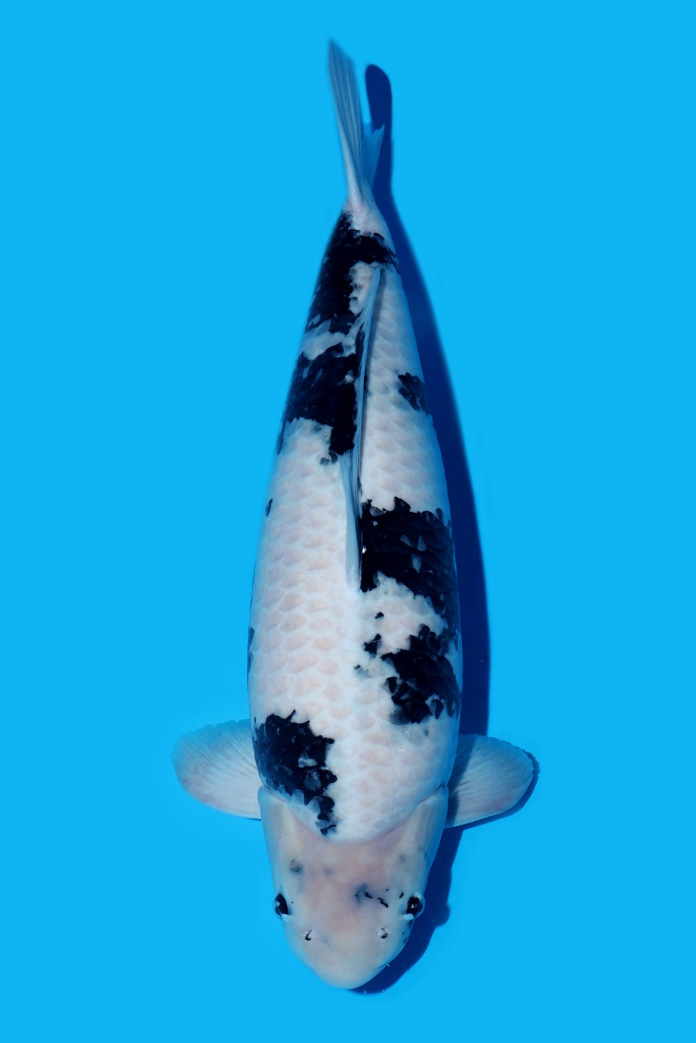 Juara 1