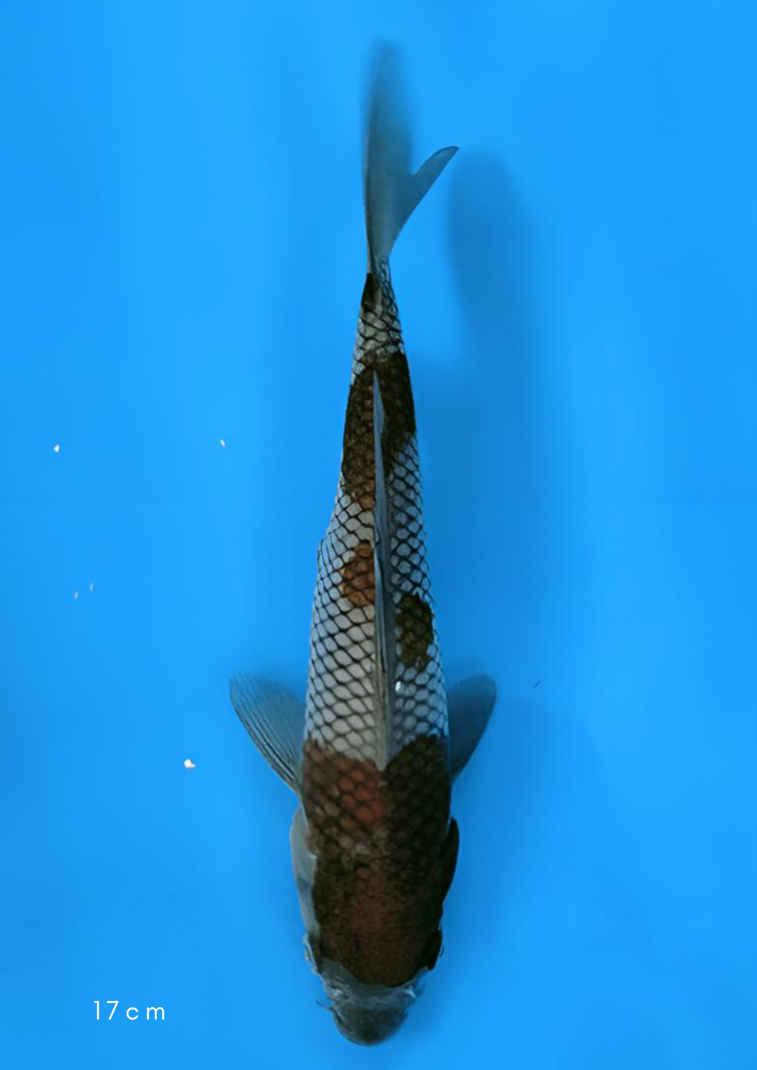 Juara 4