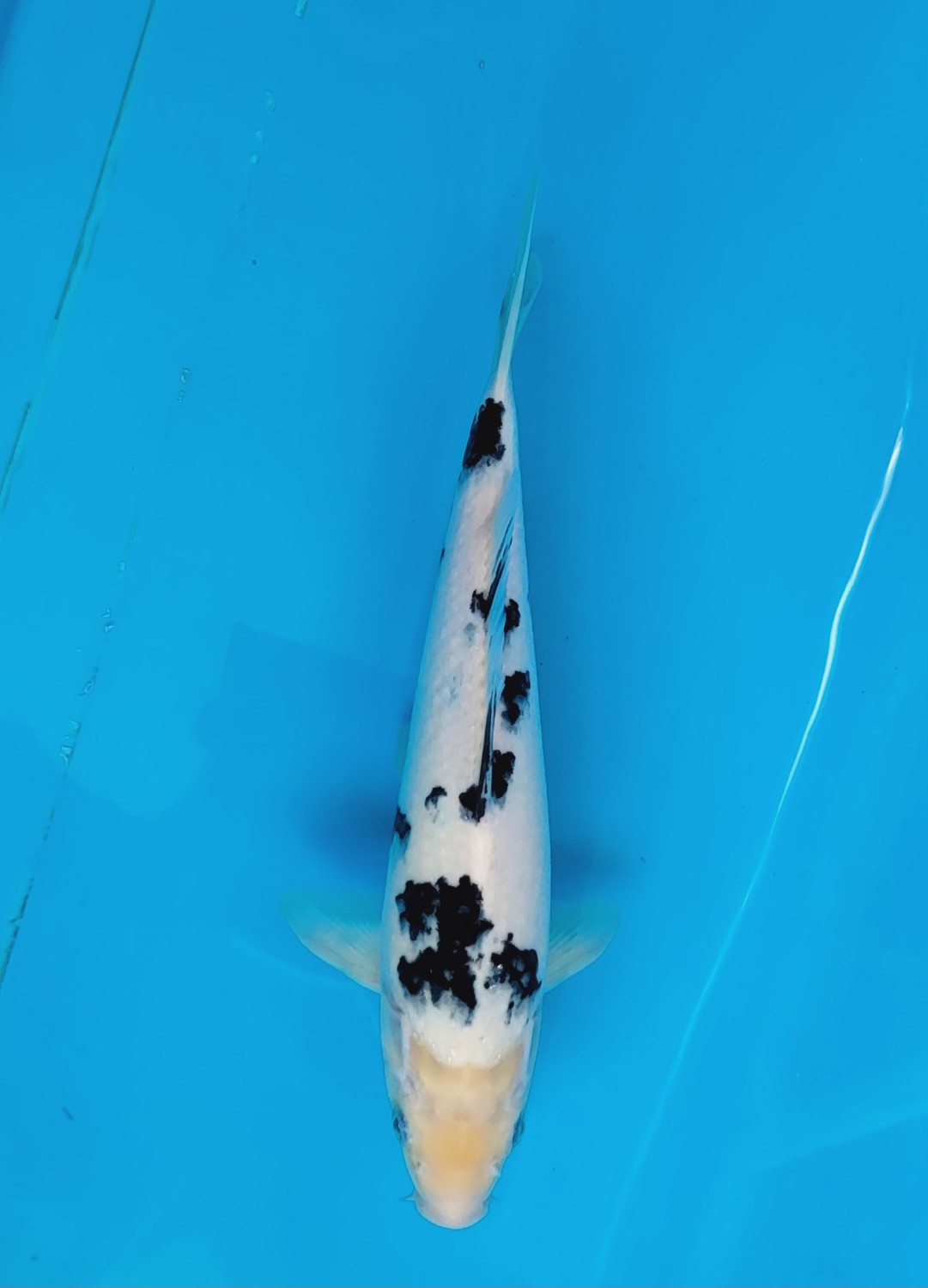 Juara 1