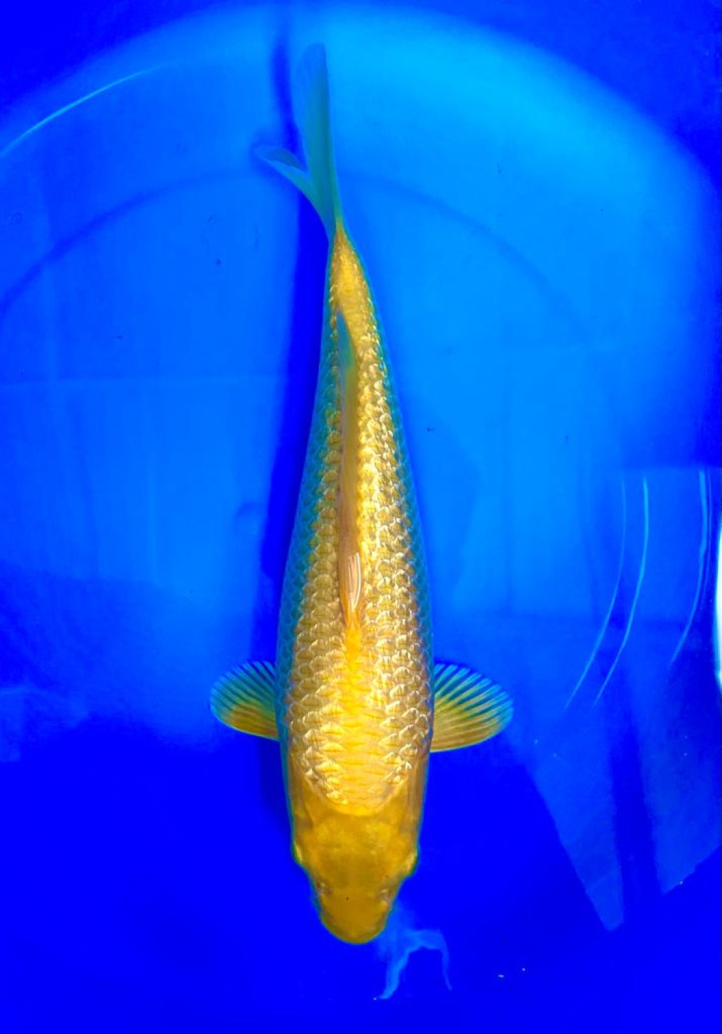 Juara 4