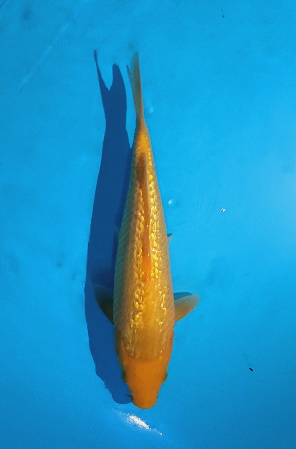Juara 4