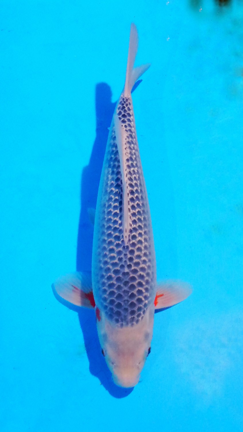 Juara 1