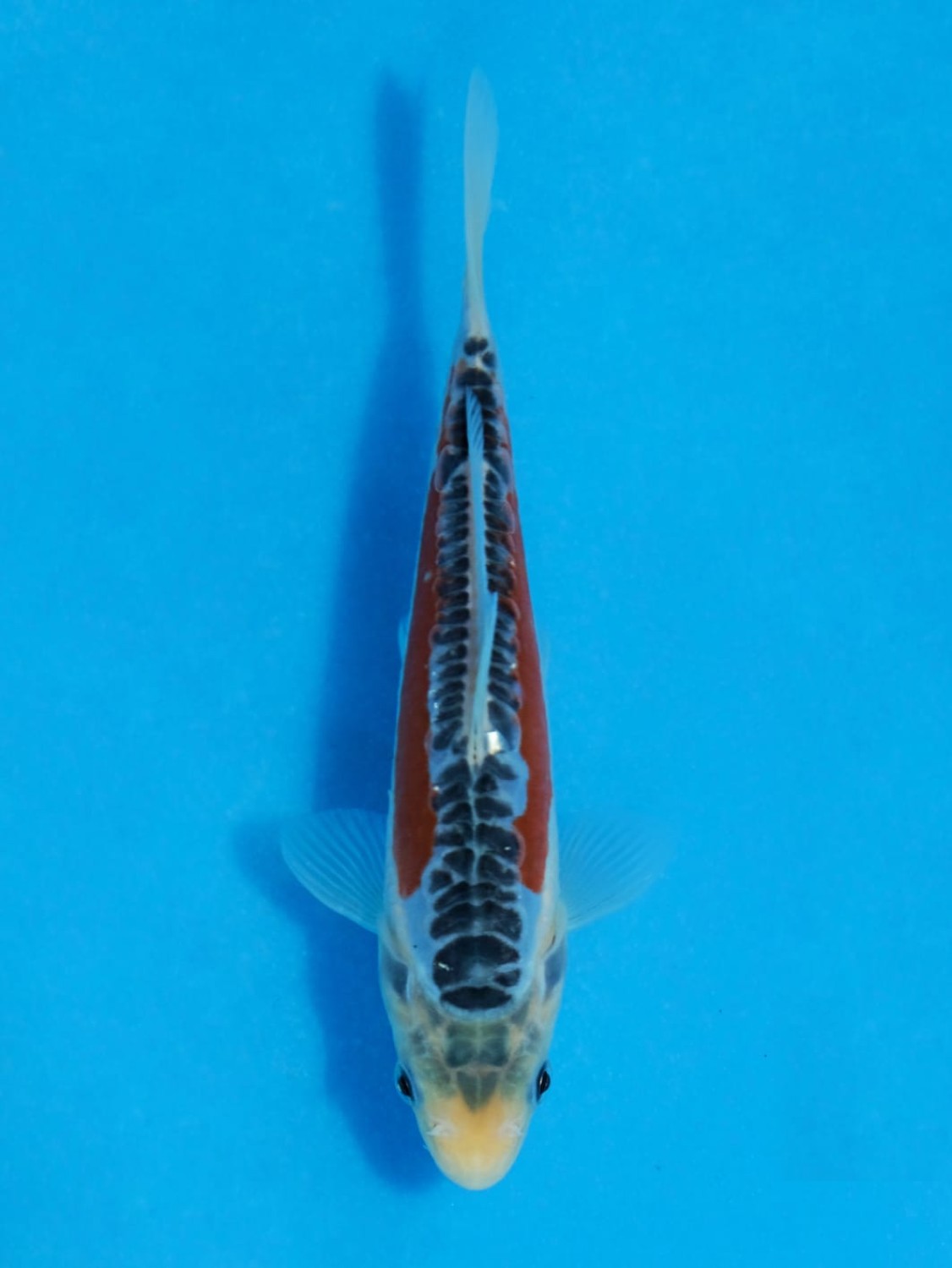 Juara 1