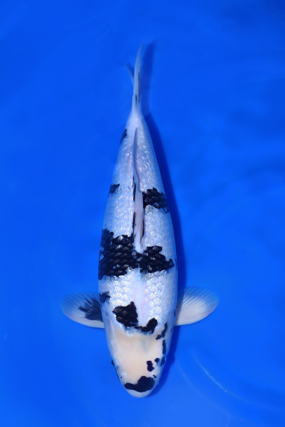 Juara 2