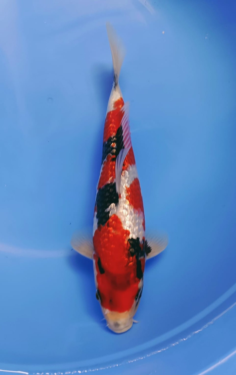 Juara 1
