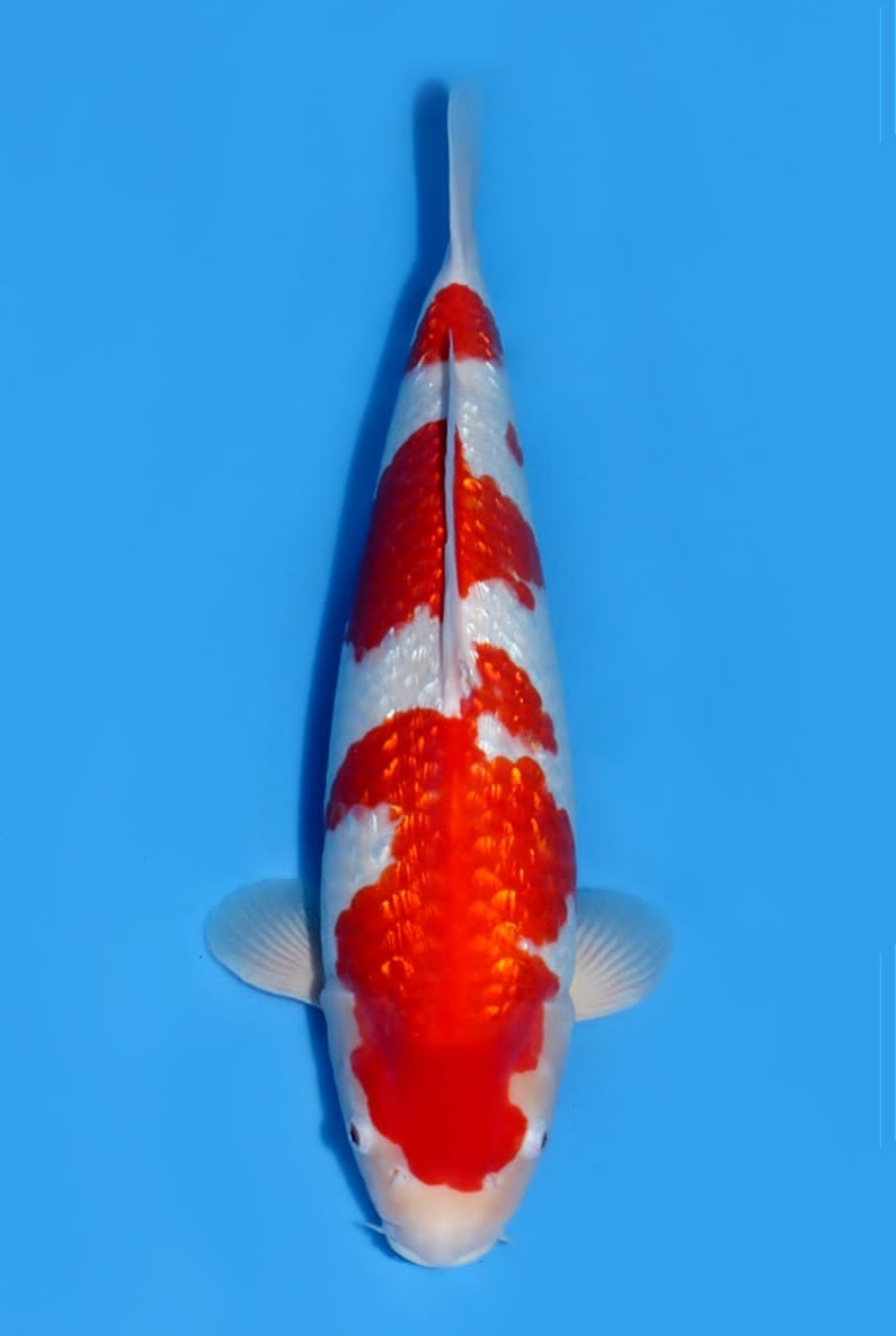 Juara 1