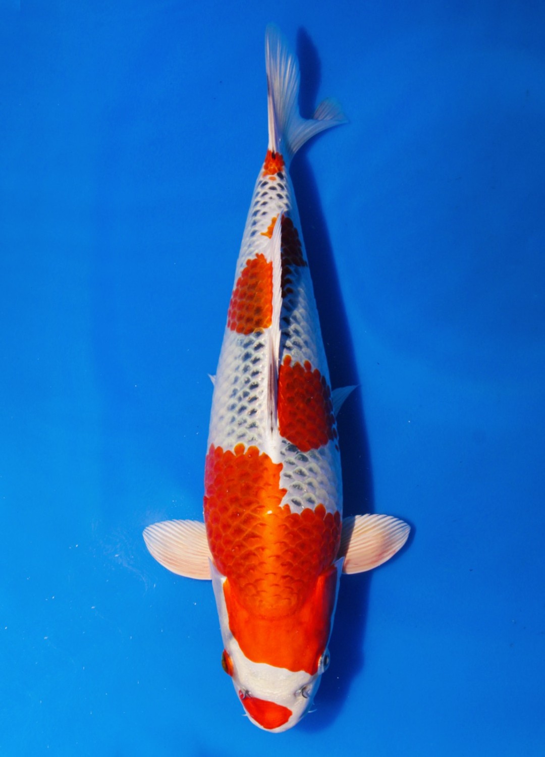 Juara 1