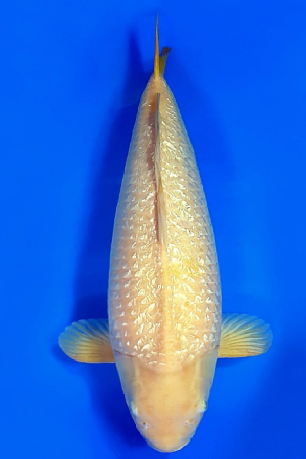 Juara 4