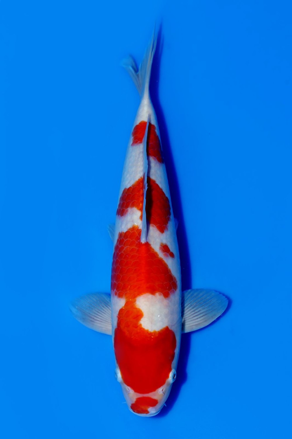 Juara 1