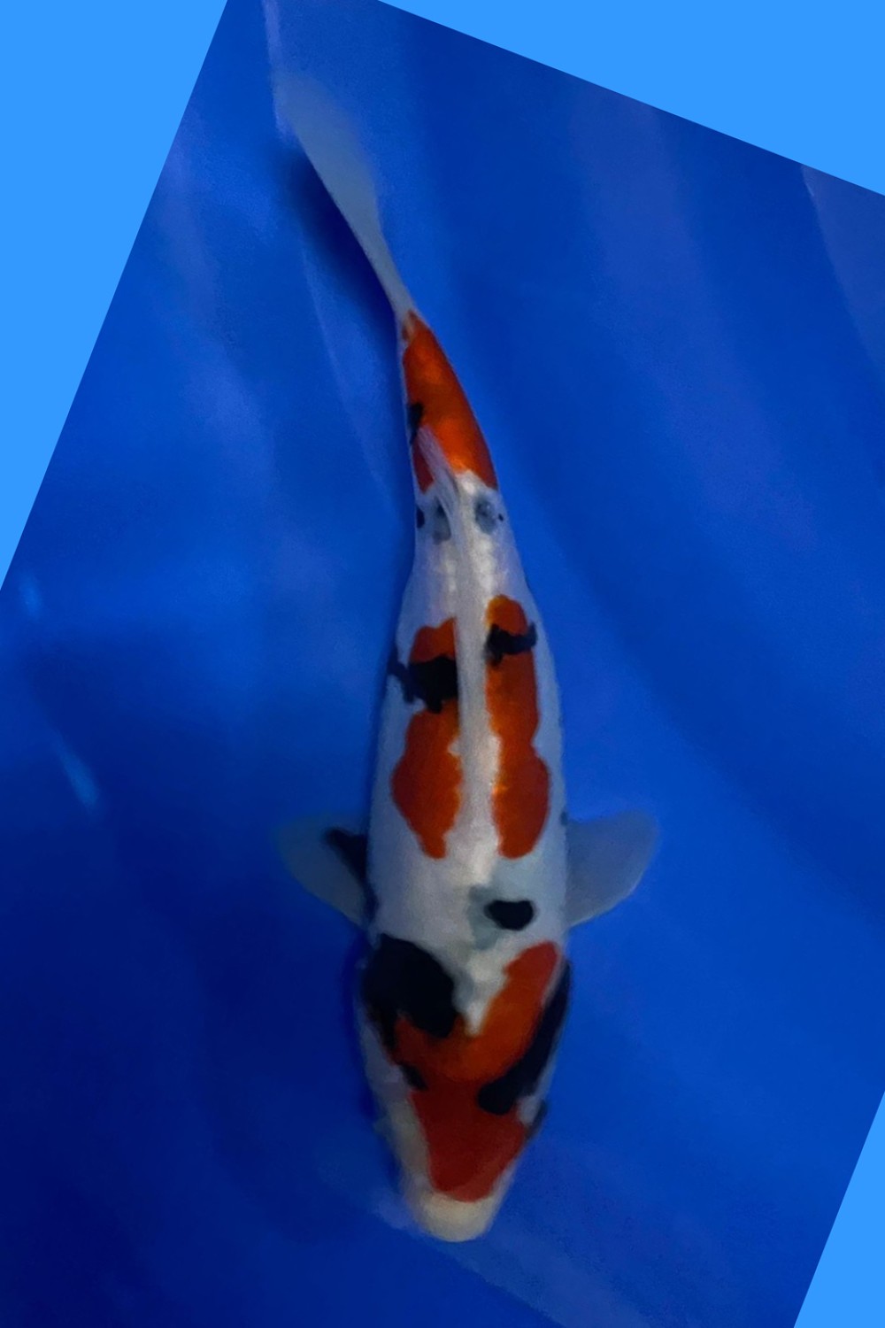 Juara 1