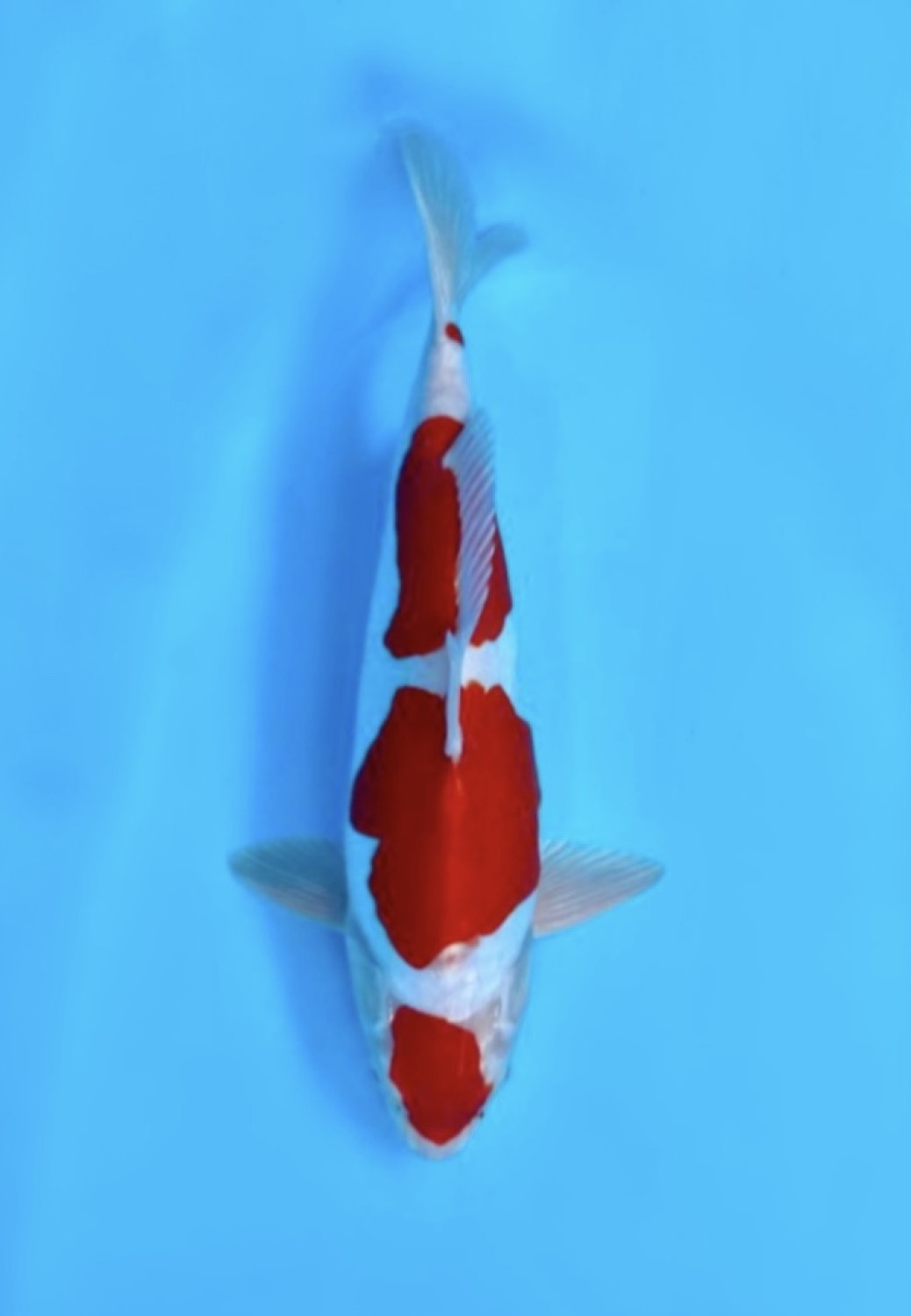 Juara 1