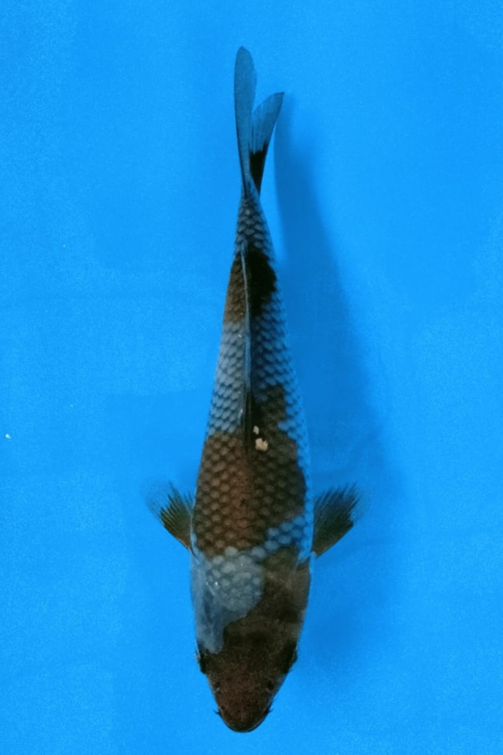 Juara 3