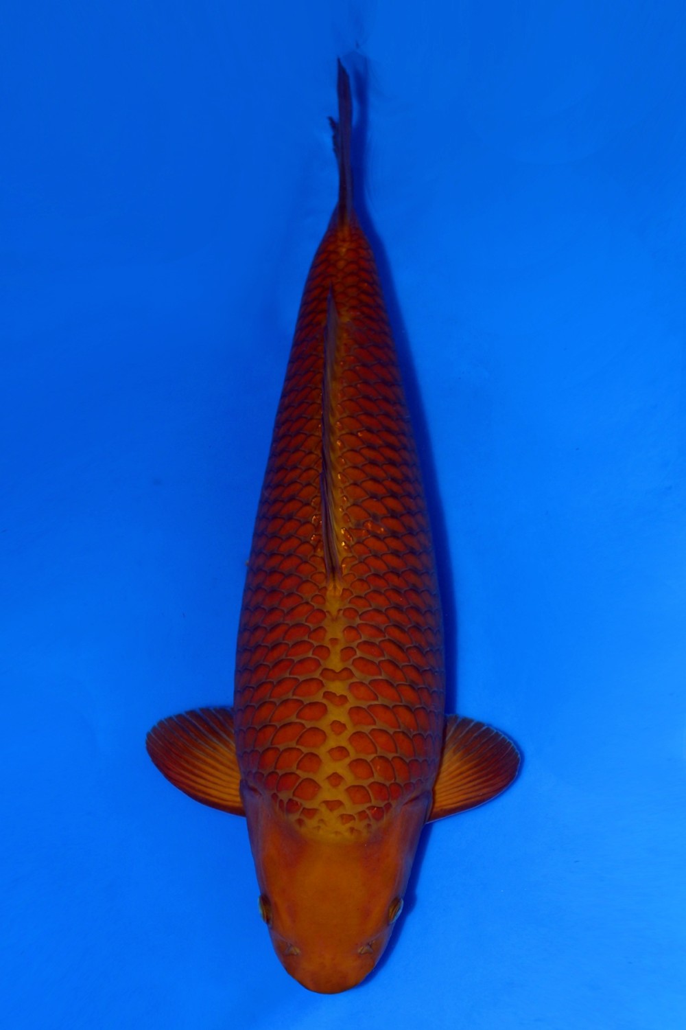Juara 1