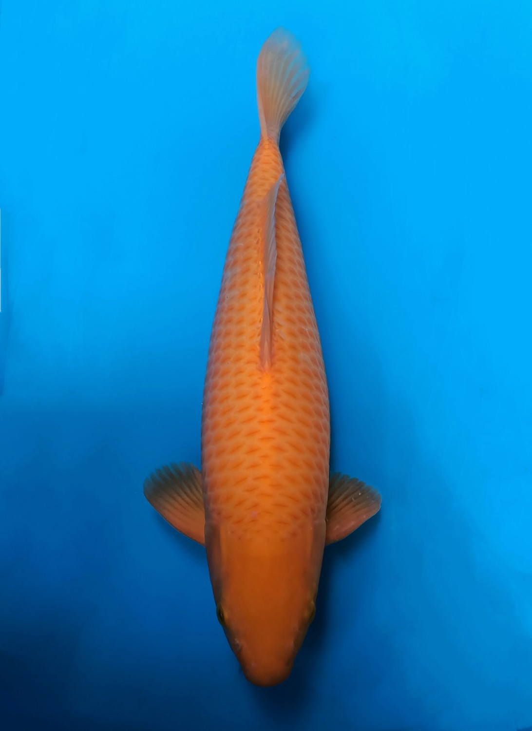 Juara 3