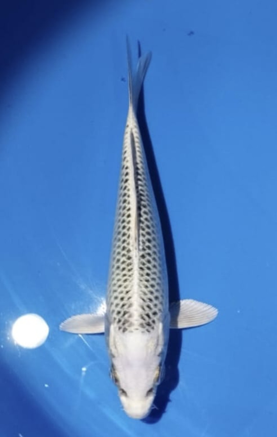 Juara 2