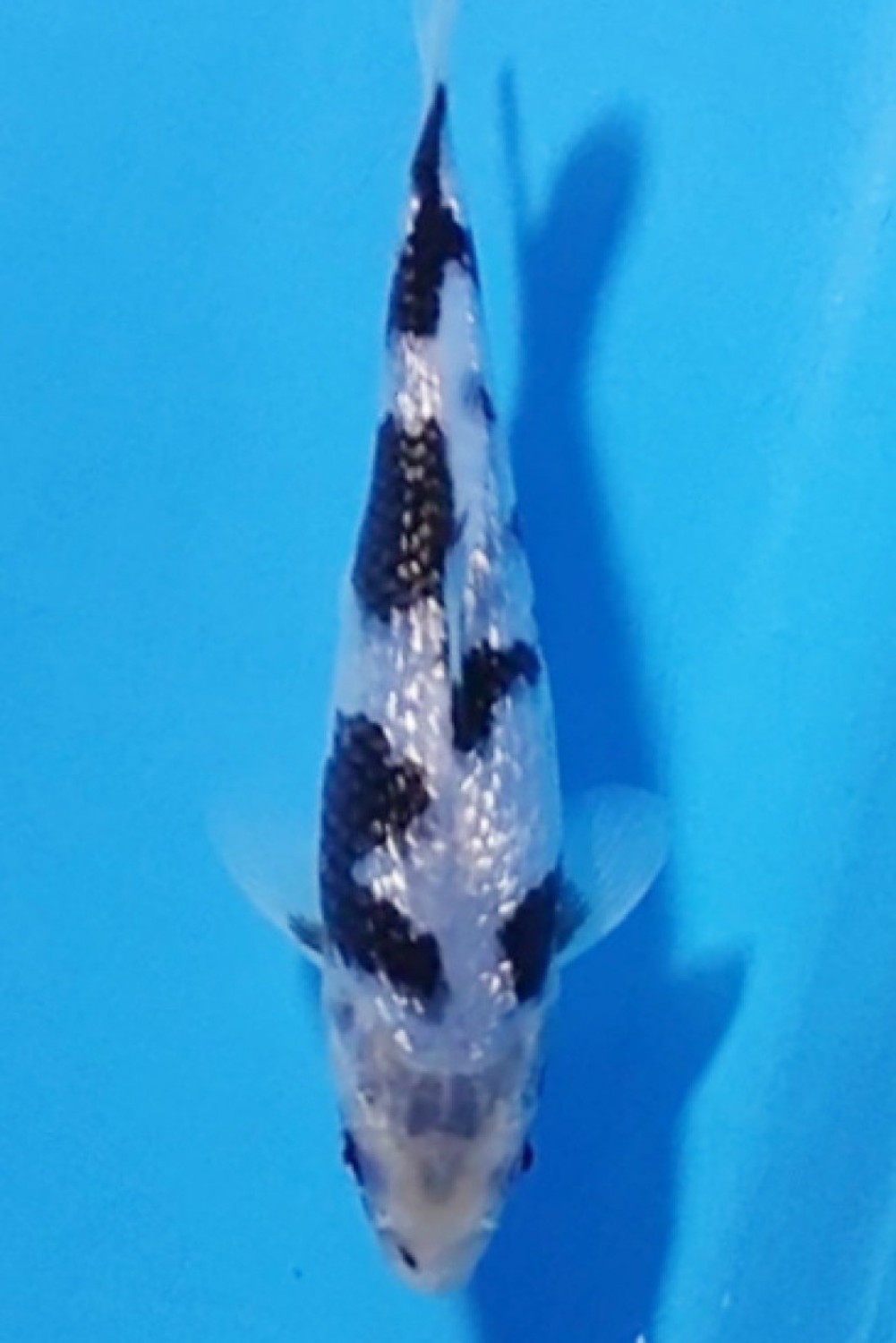 Juara 3