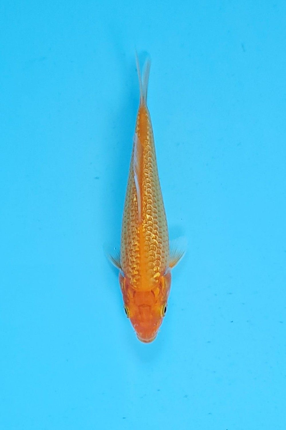 Juara 2