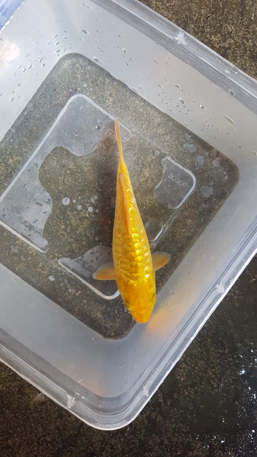 Best In Size F 13 - 15 cm