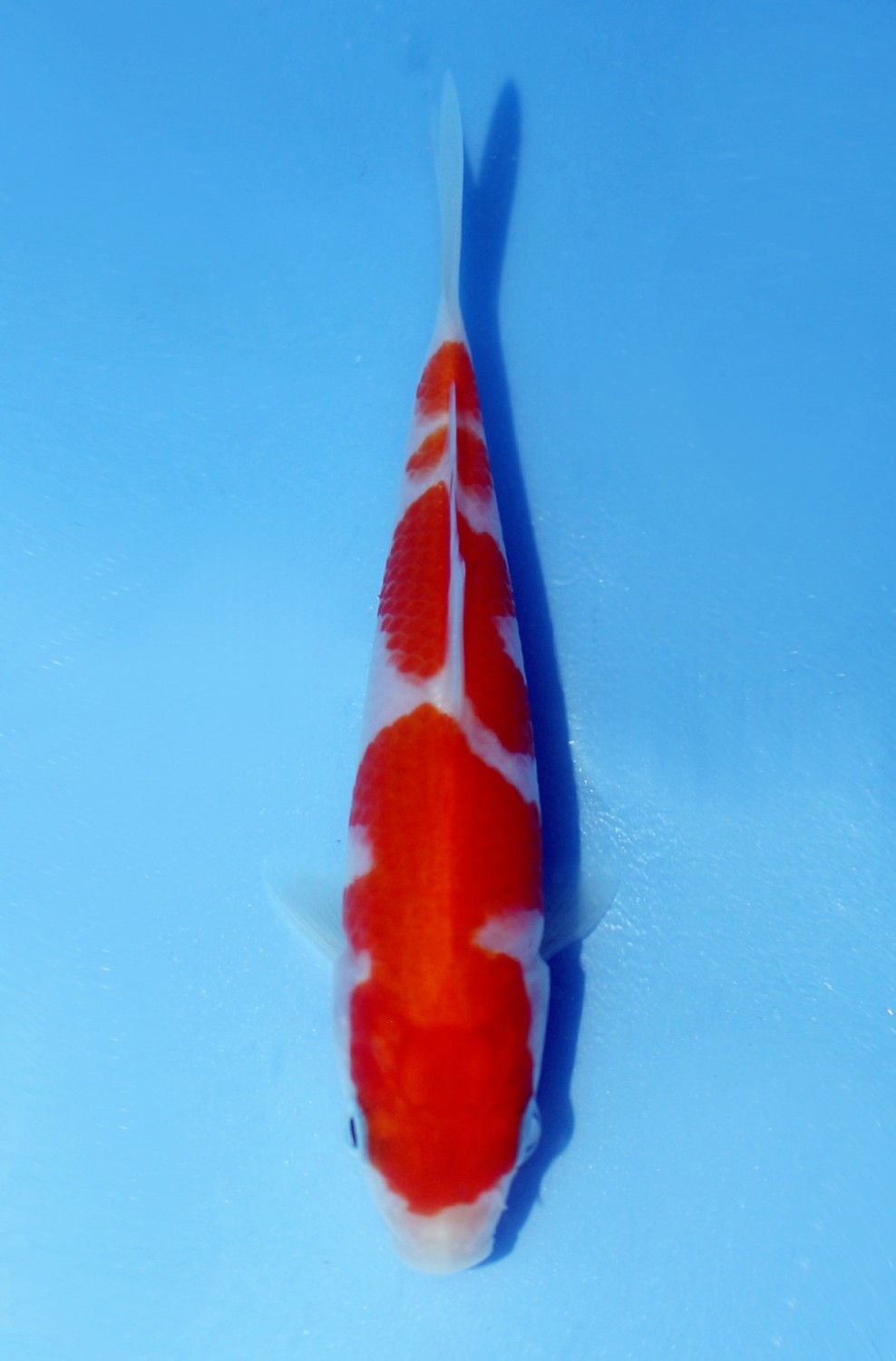 Juara 1