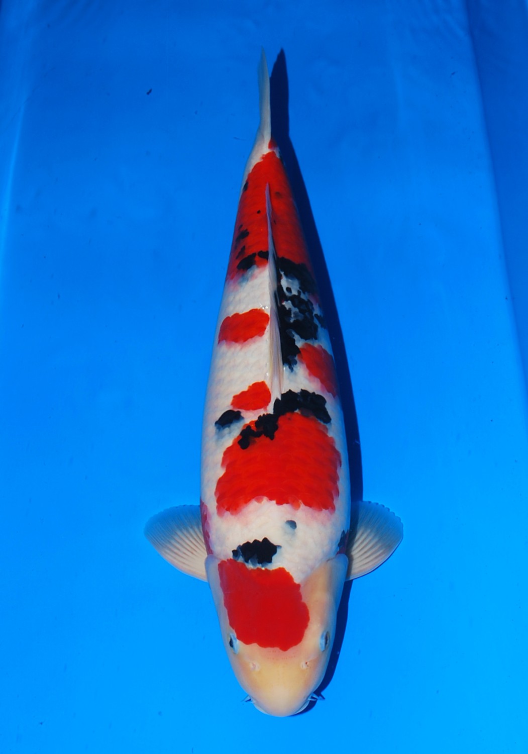 Best In Size A 56 - 60 cm