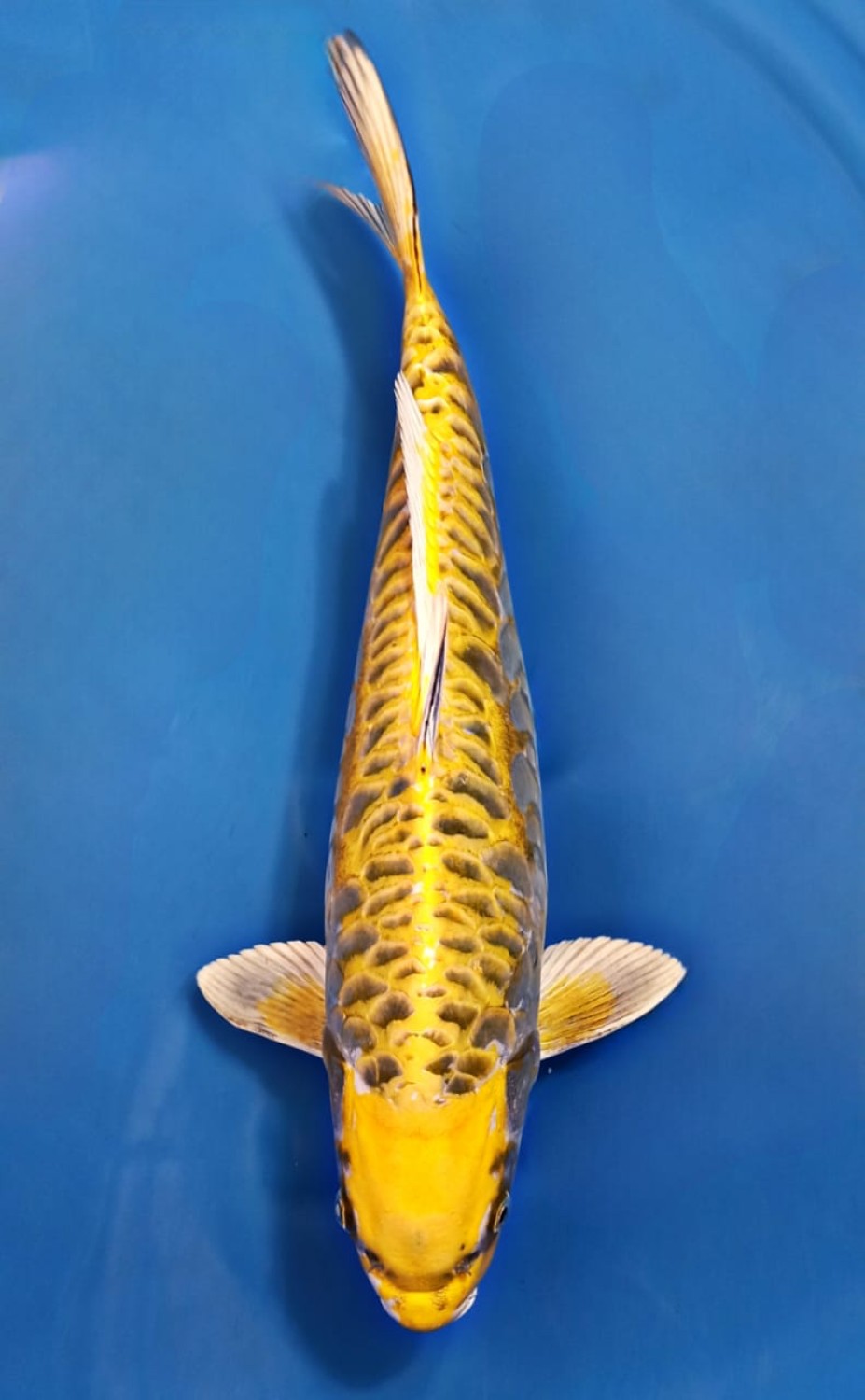 Best In Size F 46 - 50 cm