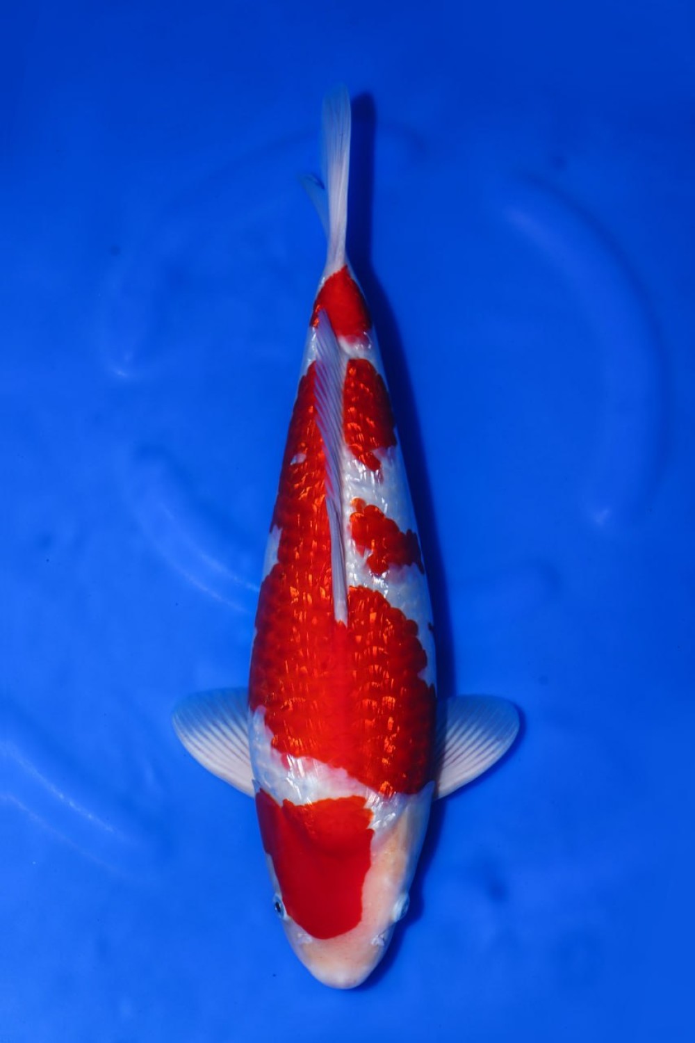 Juara 1