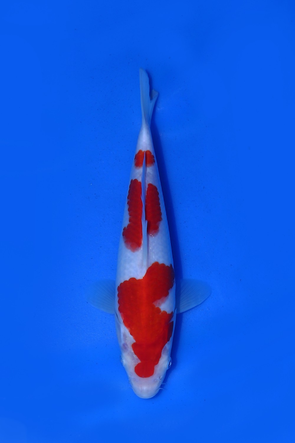 Juara 4