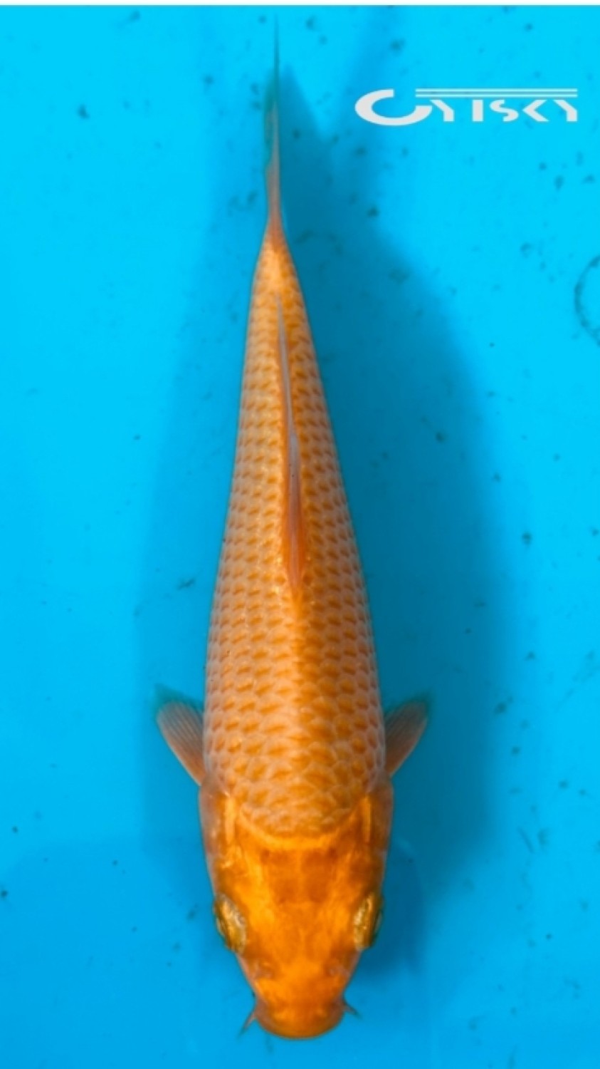 Best In Size E 13 - 15 cm