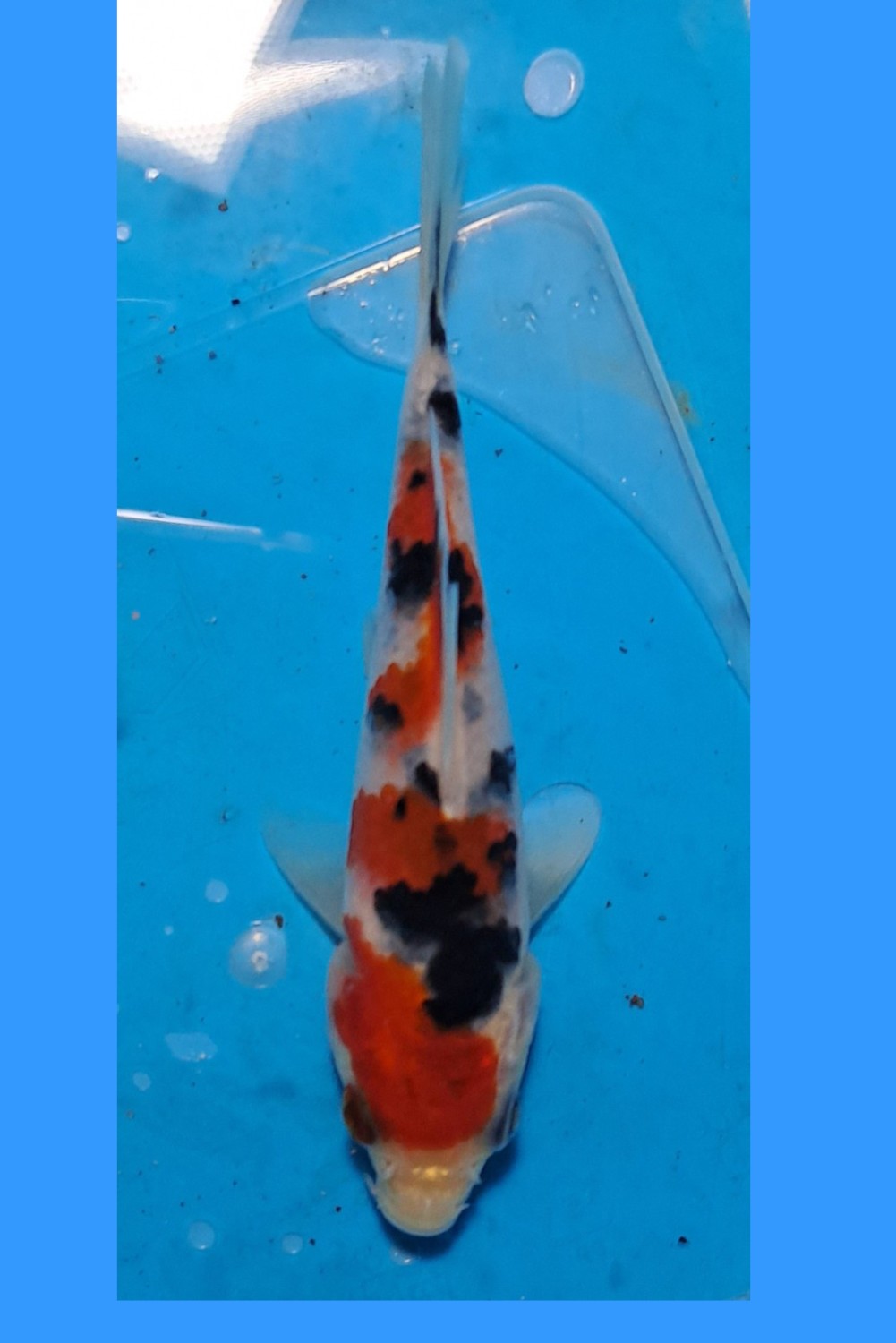 Juara 4