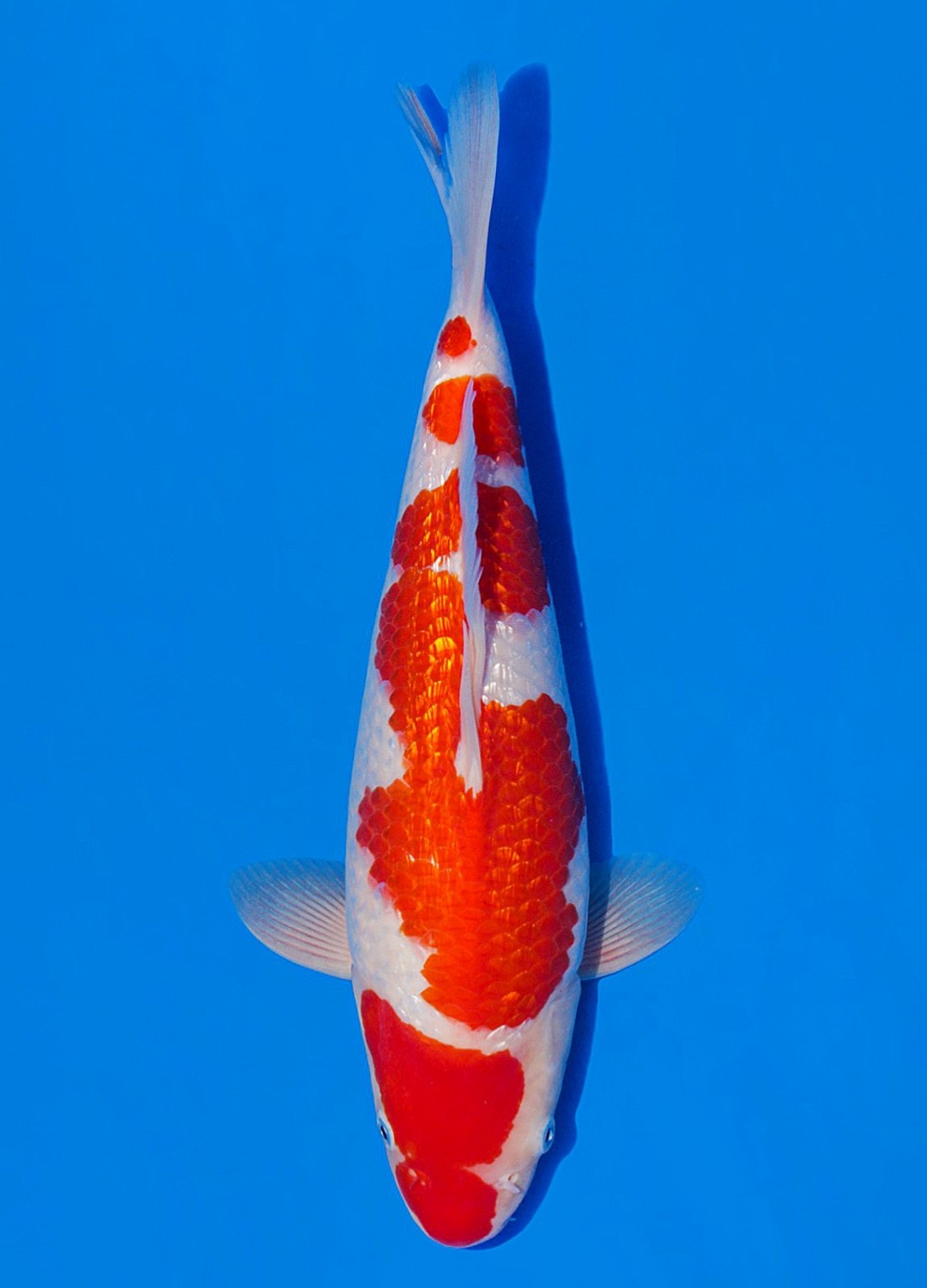 Juara 1