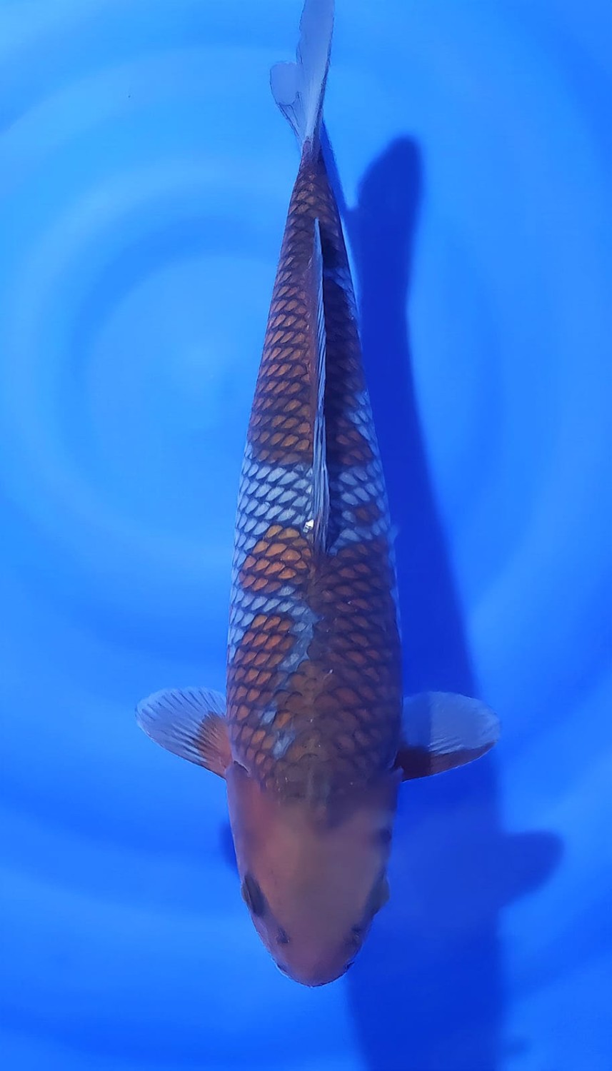 Juara 2