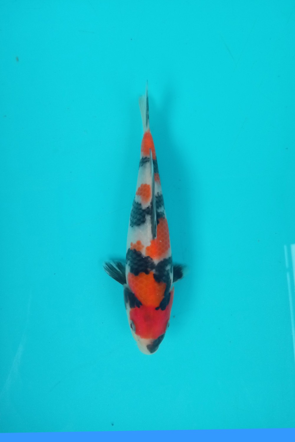 Juara 5
