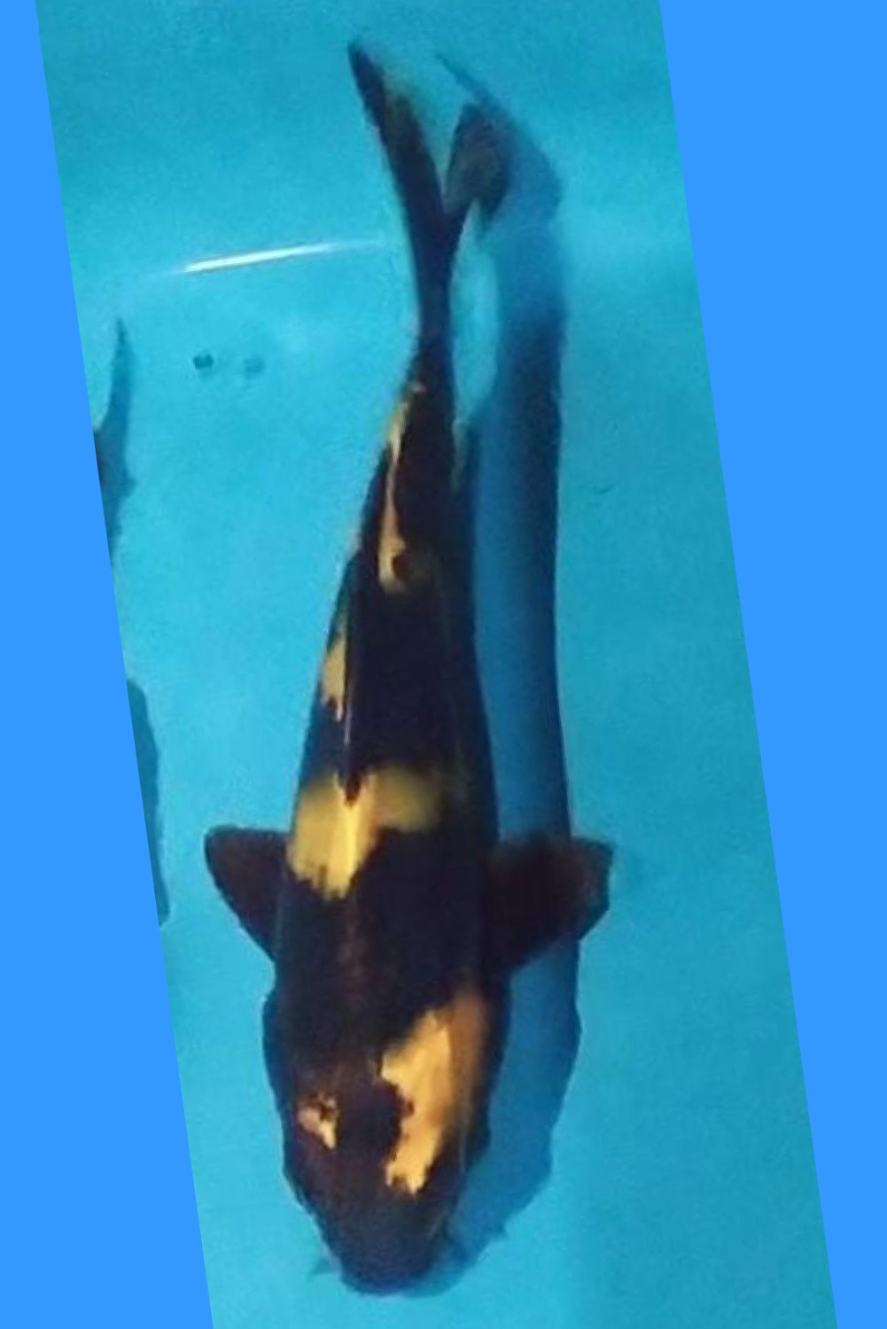 Juara 3