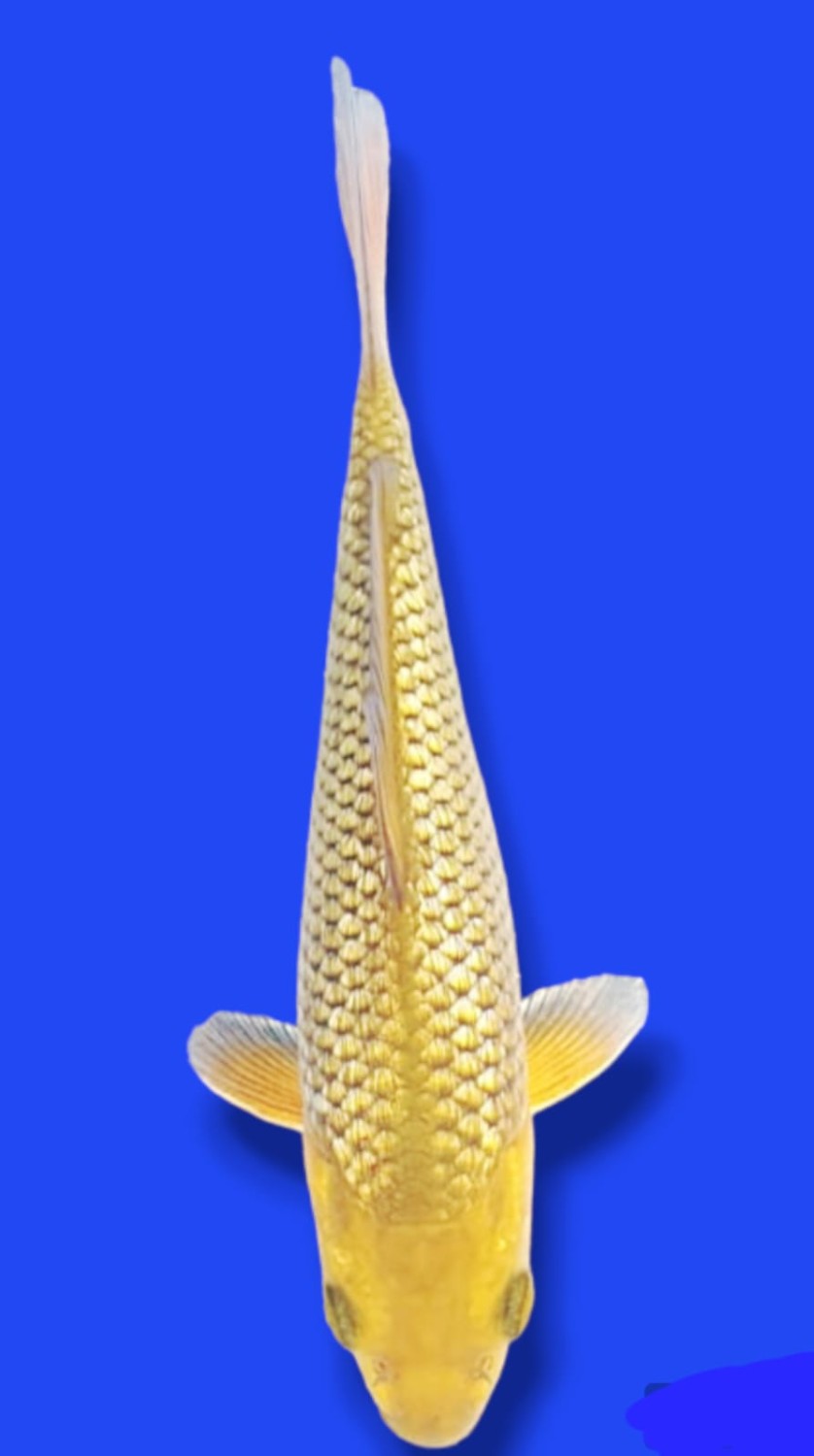 Juara 2