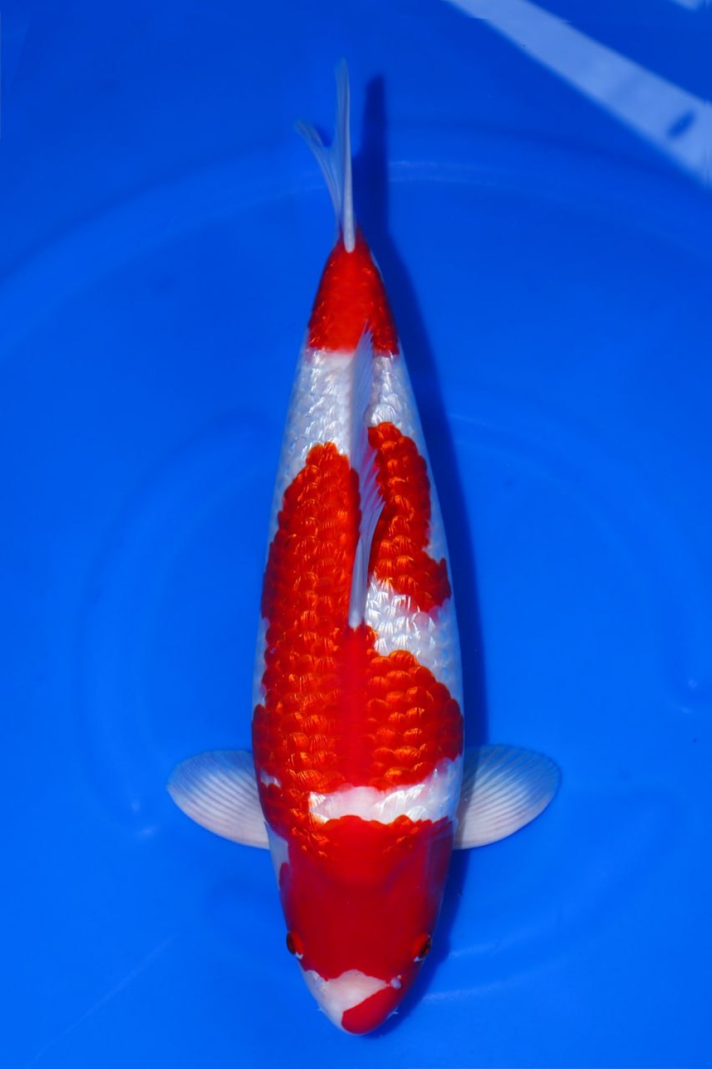 Juara 2