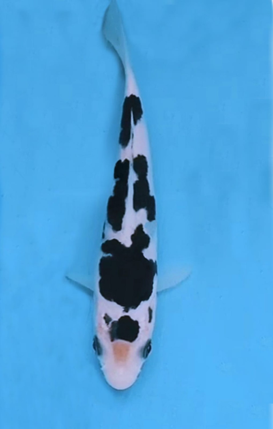Juara 1