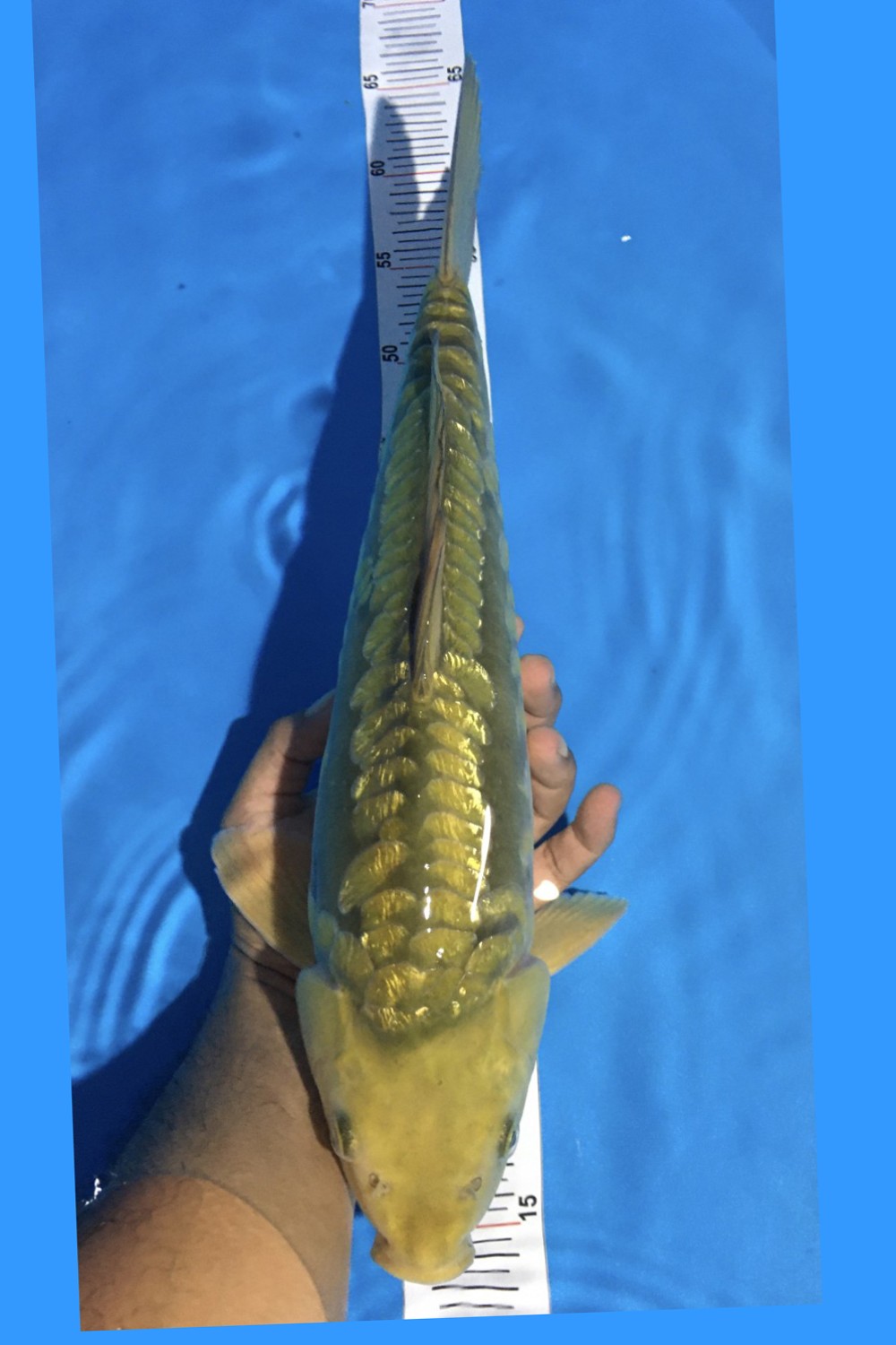 Juara 2