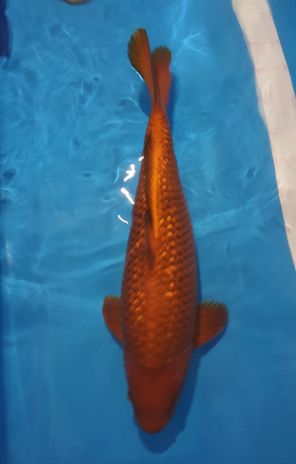 Juara 2