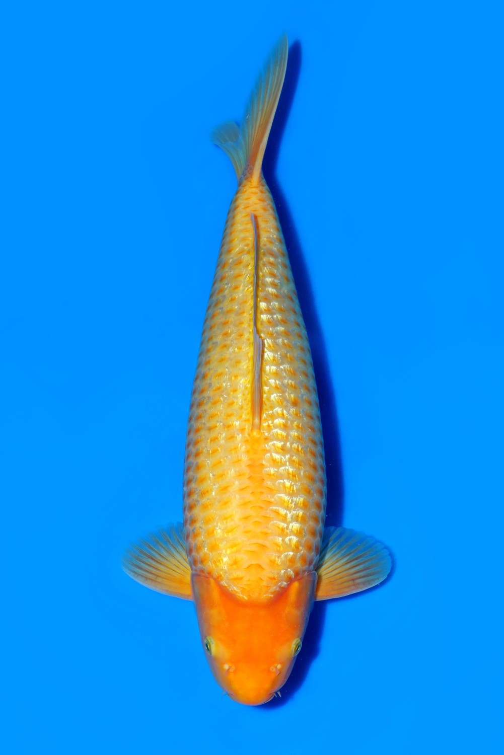 Juara 1