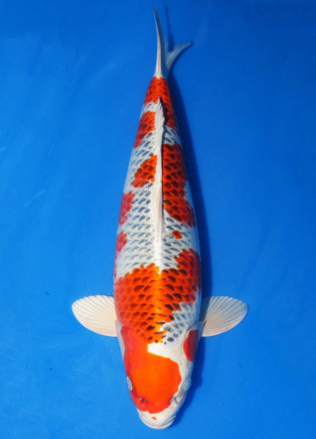 Best In Size B 61 - 65 cm