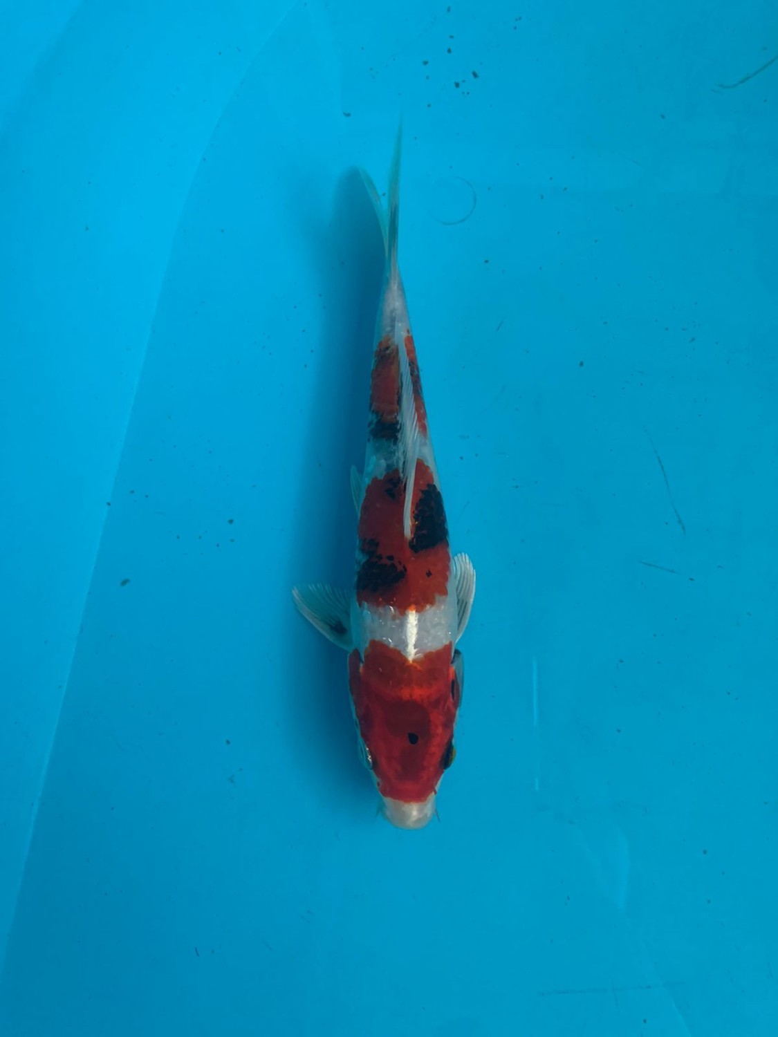 Juara 1