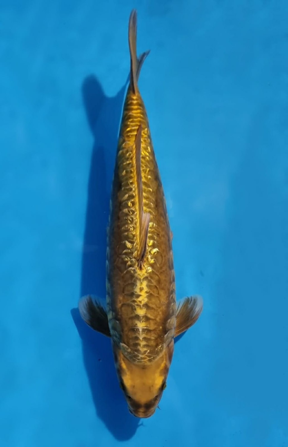 Juara 1