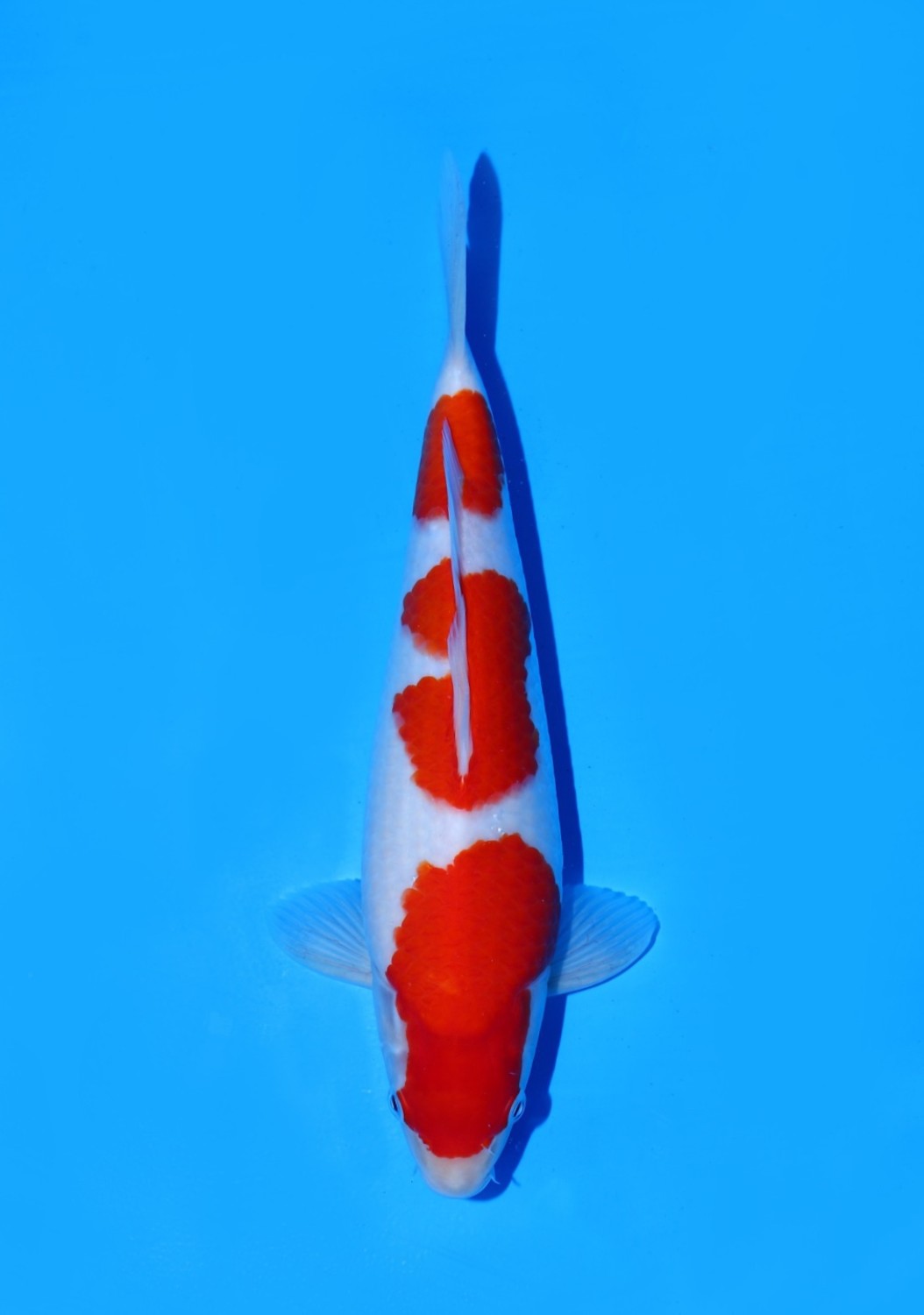 Juara 1