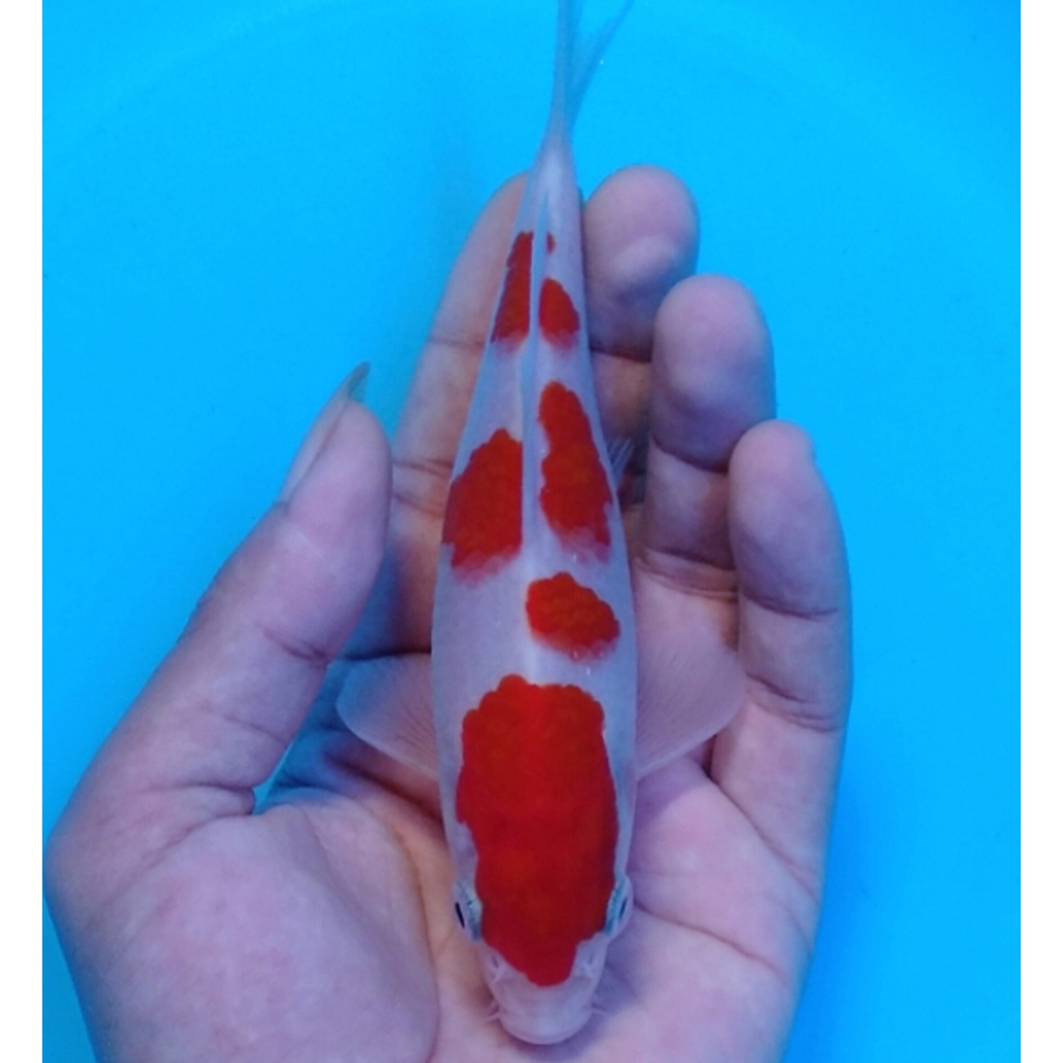 Juara 4