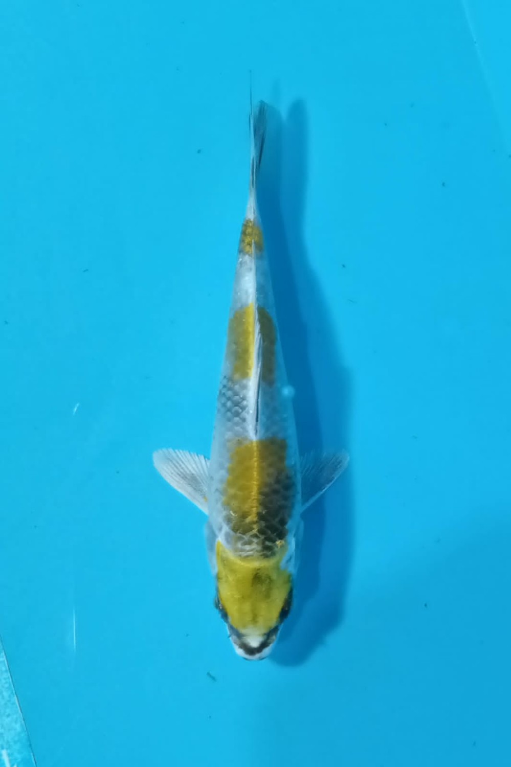 Juara 2