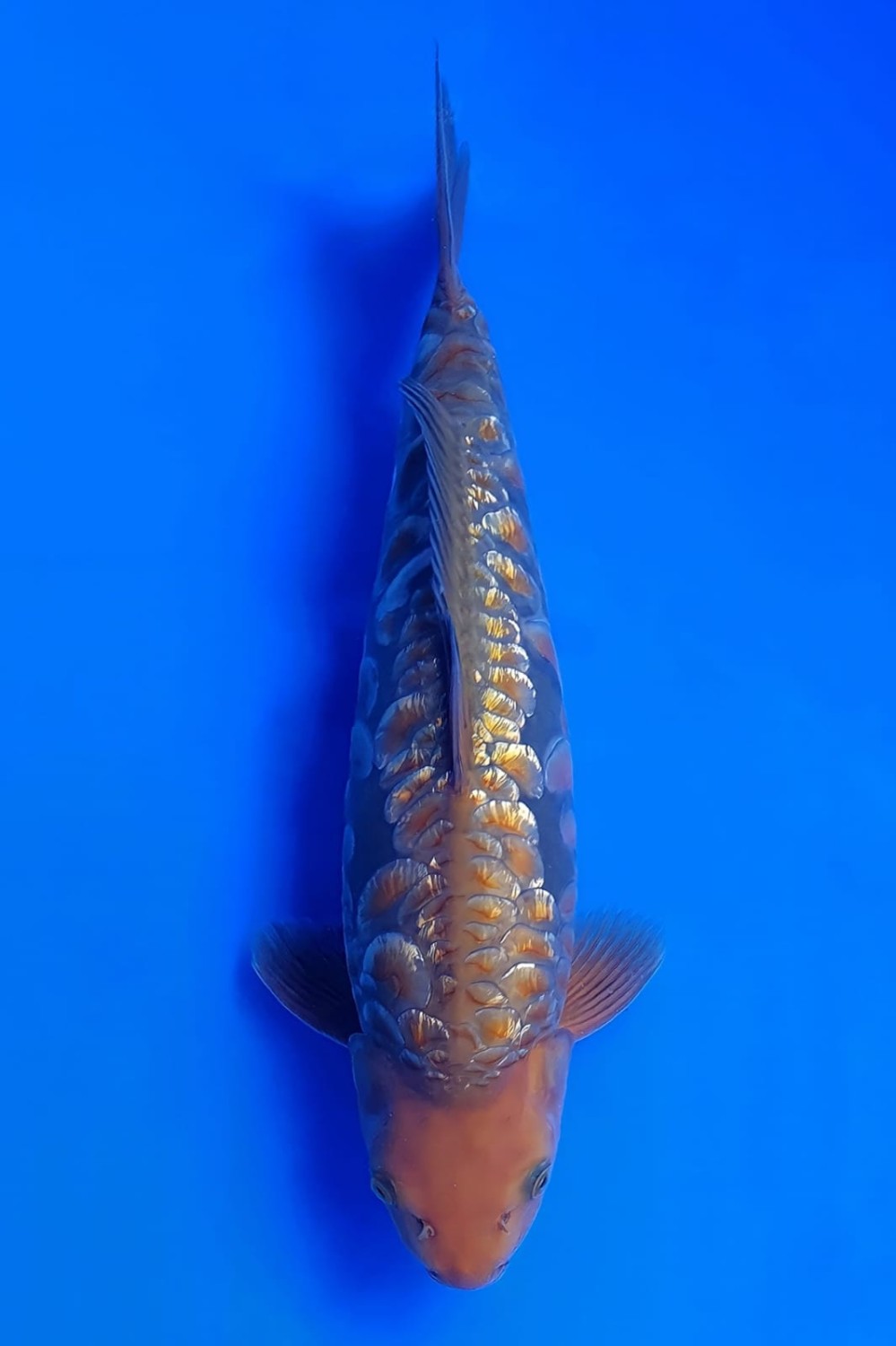 Juara 1