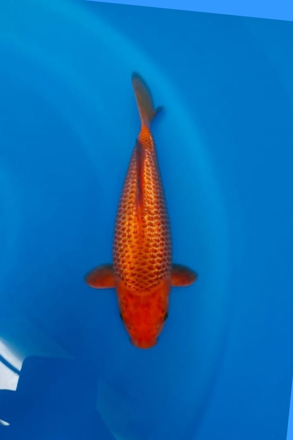 Best In Size E 21 - 25 cm