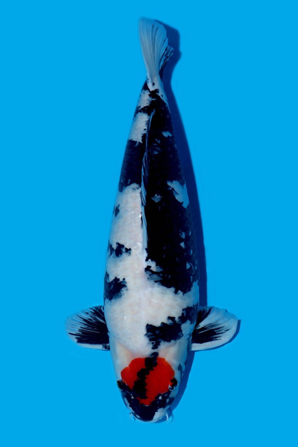 Juara 2