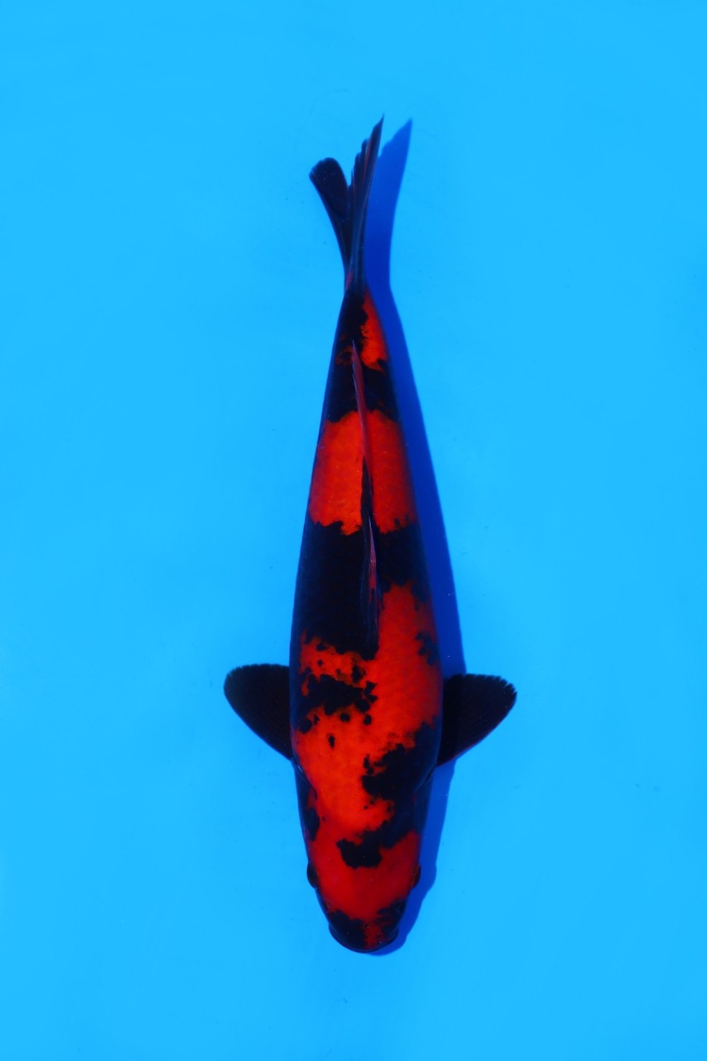 Juara 1