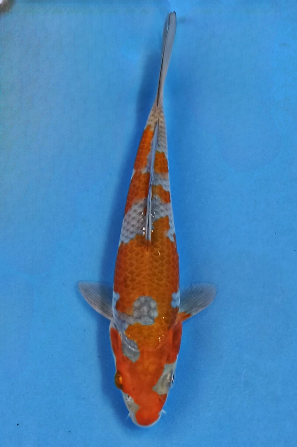 Juara 2